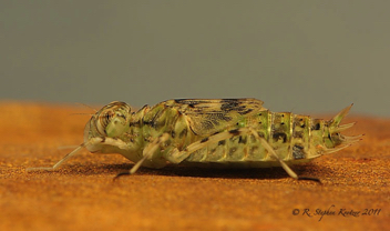 Pantala hymenaea, nymph